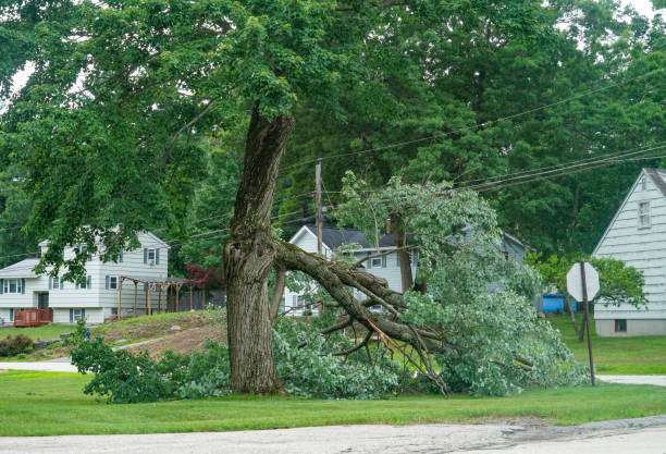 How Our Tree Care Process Works  in  Oak Creek, WI